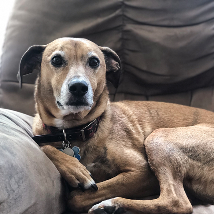Dog reference photo for a custom pastel portrait